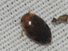 Laccophilus proximus