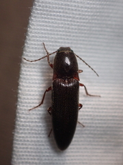 Melanotus longulus oregonensis