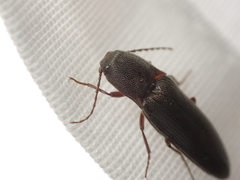 Melanotus longulus oregonensis