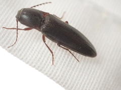 Melanotus longulus oregonensis