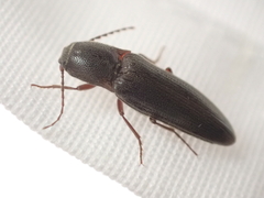 Melanotus longulus oregonensis