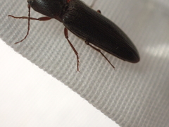 Melanotus longulus oregonensis