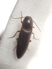 Melanotus longulus oregonensis