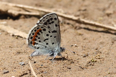 Euphilotes heracleoides