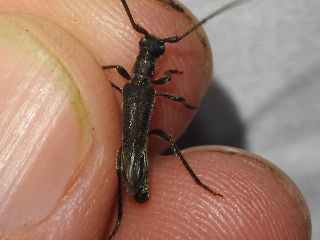 Styloxus oblatipilis