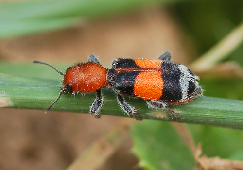 Muttkowski's Checkered Beetle