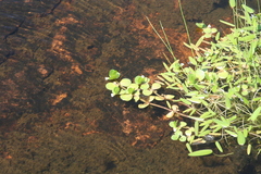 Bacopa rotundifolia