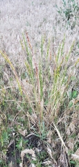 Aegilops cylindrica