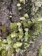 Hymenophyllum lanceolatum