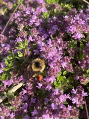 Bombus rufocinctus