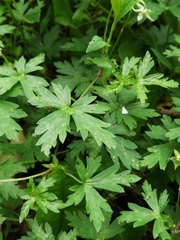 Geranium sibiricum