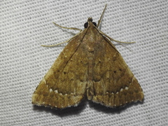 Focillidia texana