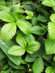 Fragaria vesca