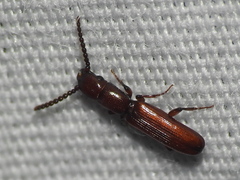 Taphroscelidia linearis