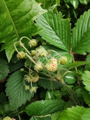 Fragaria vesca
