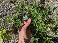 Potentilla pulcherrima