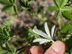 Potentilla pulcherrima