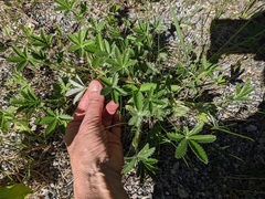 Potentilla pulcherrima