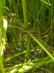 Chloealtis conspersa