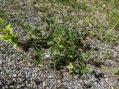 Potentilla pulcherrima