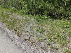 Potentilla pulcherrima