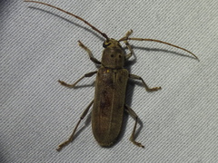 Eburia mutica