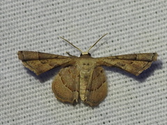 Antiplecta triangularis