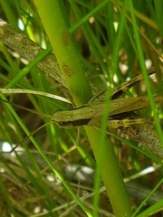 Chloealtis conspersa