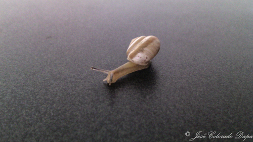 Peripatetic Scrubsnail