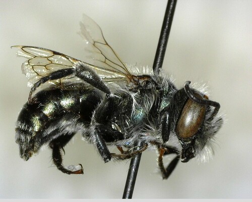 iNaturalist observation photo of Mason Bees