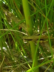 Chloealtis conspersa