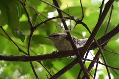 Campylorhynchus zonatus