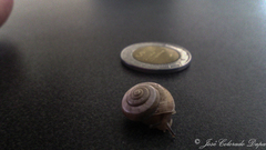 Praticolella mexicana