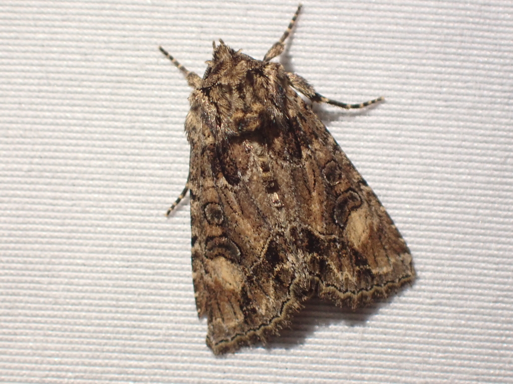 Paraseptis adnixa