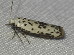 Ethmia bittenella