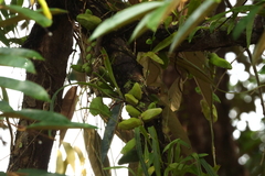 Dischidia major