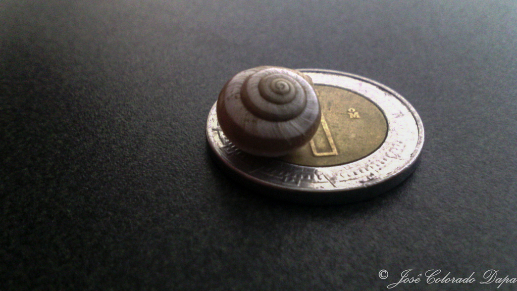 Peripatetic Scrubsnail