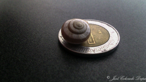 Peripatetic Scrubsnail