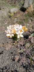 Collomia grandiflora