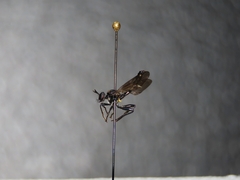 Eudioctria brevis