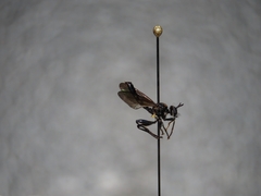 Eudioctria brevis