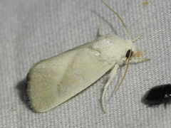 Leucocnemis nivalis