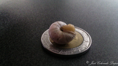 Praticolella mexicana