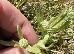 Psilocarphus elatior