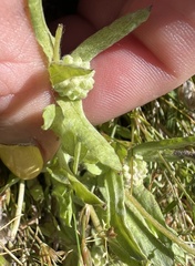 Psilocarphus elatior