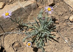 Erigeron clokeyi