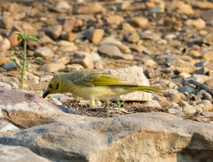 Ptilotula flavescens