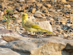 Ptilotula flavescens