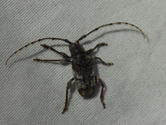 Ecyrus