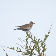 Alauda arvensis pekinensis